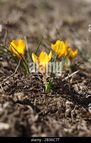 Gelbe Krokusblüten wachsen im Boden. Sonniger Frühlinggarten Stockfoto