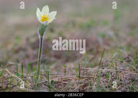 Schöne zarte hellgelbe Schneeflower (pulsatilla vulgaris) auf einem verschwommenen Grund von Trockenrasen im Wald Stockfoto