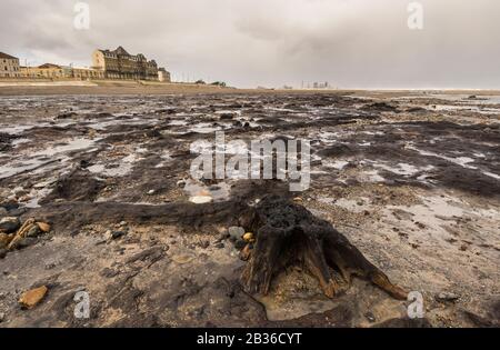 Ein versteinerter Wald bei Ebbe Stockfoto