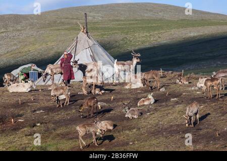 Die Mongolei, die Provinz Khovsgol, in der Nähe von Tsagaannuur, West Taiga, Tsaatan Camp, Tsaatan Woman und Herde von Rentieren vor einem traditionellen Zelt, Höhe 2203 Meter Stockfoto