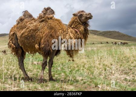 Mongolia, Gemeinde Ulan-Bator, in der Nähe von Nalayh, Herde von Baktrian-Kamelen, Camelus bactrianus, in der grasigen Steppe Stockfoto