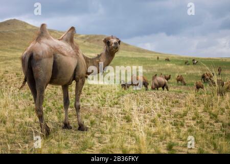 Mongolia, Gemeinde Ulan-Bator, in der Nähe von Nalayh, Herde von Baktrian-Kamelen, Camelus bactrianus, in der grasigen Steppe Stockfoto