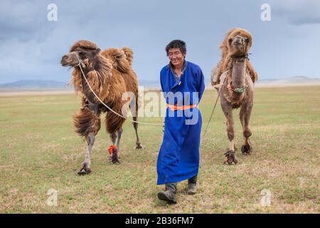 Die Mongolia, Gemeinde Ulan-Bator, in der Nähe von Nalayh, Hirte, der zwei Baktrische Kamele, Camelus bactrianus, in der grasigen Steppe führt Stockfoto