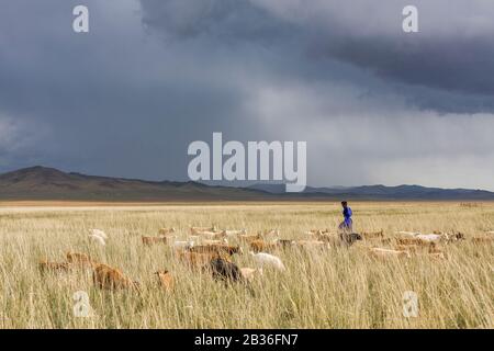 Mongolia, Gemeinde Ulan-Bator, in der Nähe von Nalayh, Ziegenhirte in grasbewachsener Steppe Stockfoto