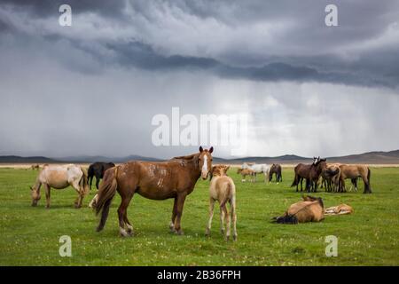 Die Mongolia, Gemeinde Ulan-Bator, in der Nähe von Nalayh, Pferdeherde in der grasigen Steppe Stockfoto