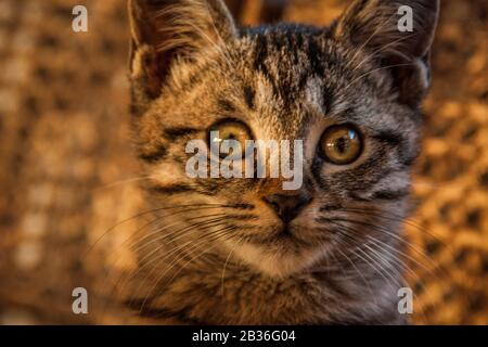 Kleine Halbbrüter Katzen-Welpe Stockfoto