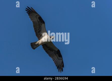 Vereinigte Staaten, Michigan, Beute oder westliche Beute (Pandion haliaetus), im Flug Stockfoto