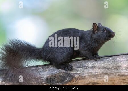 Vereinigte Staaten, Michigan, Fuchshörnchen (Sciurus niger), auch Ostfuchshörnchen oder Bryant's Fuchshörnchen genannt, Stockfoto