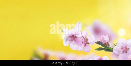 Pink Cherry blossom Stockfoto