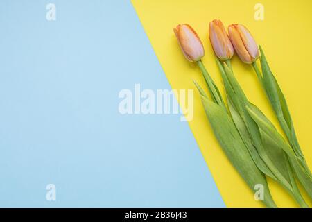 Schöne rosafarbene Tulpen auf bunten Papierhintergründen mit Kopierbereich. Frühling, Sommer, Blumen, Farbkonzept, Frauentag Stockfoto