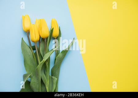 Schöne gelbe Tulpen auf bunten Papierhintergründen mit Kopierbereich. Frühling, Sommer, Blumen, Farbkonzept, Frauentag Stockfoto