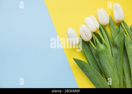 Schöne weiße Tulpen auf bunten Papierhintergründen mit Kopierbereich. Frühling, Sommer, Blumen, Farbkonzept, Frauentag Stockfoto