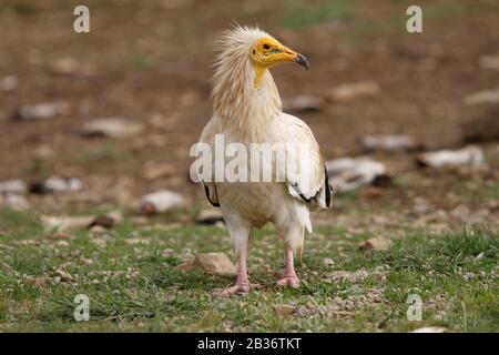 Ägyptische Geier, Neophron-Perznopterus, fanden Südeuropa, Nordafrika und Südasien Stockfoto