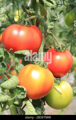 Frankreich, Pas de Calais, Samer, Ferme de Bellozanne, Tomaten mit offenem Boden Stockfoto