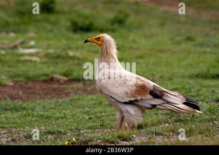 Ägyptische Geier, Neophron-Perznopterus, fanden Südeuropa, Nordafrika und Südasien Stockfoto