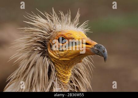 Ägyptische Geier, Neophron-Perznopterus, fanden Südeuropa, Nordafrika und Südasien Stockfoto