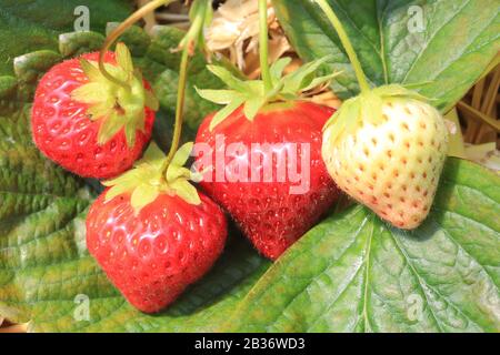 Frankreich, Pas de Calais, Samer, Bellozanne Farm, Samer's Erdbeeren Stockfoto