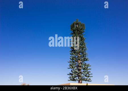 Mobilfunkturm Als Baum Verkleidet Stockfoto