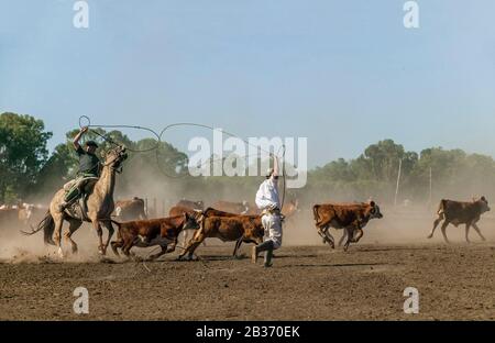 Argentinien, Provinz Buenos Aires, Estancia San-Isidro del Llano in Richtung Carmen-Casares, Gaucho zu Pferd, der Cattl fährt Stockfoto