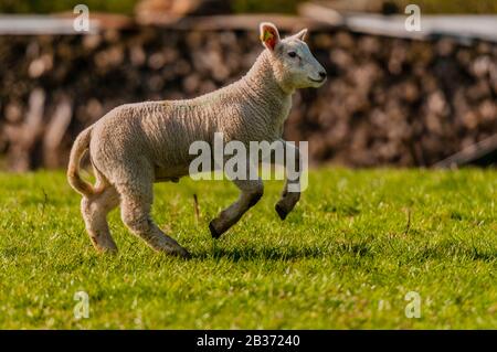 Frankreich, Ardennen (08), Carignan, Lamm auf der Weide Stockfoto