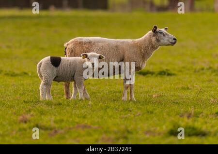 Frankreich, Ardennen (08), Carignan, Lamm auf der Weide Stockfoto