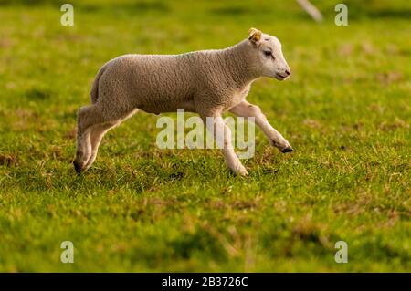 Frankreich, Ardennen (08), Carignan, Lamm auf der Weide Stockfoto