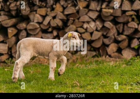 Frankreich, Ardennen (08), Carignan, Lamm auf der Weide Stockfoto