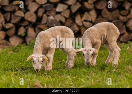 Frankreich, Ardennen (08), Carignan, Lamm auf der Weide Stockfoto