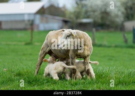 Frankreich, Ardennen (08), Carignan, Lamm auf der Weide, die die Schafe saugt Stockfoto