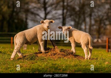 Frankreich, Ardennen (08), Carignan, Lamm auf der Weide Stockfoto