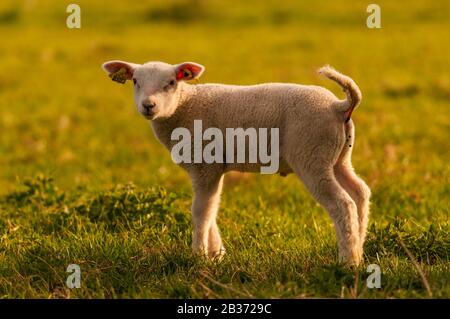 Frankreich, Ardennen (08), Carignan, Lamm auf Weide entschärft Stockfoto