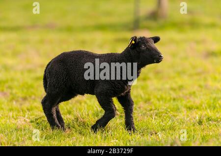 Frankreich, Ardennen (08), Carignan, schwarzes Lamm auf der Weide Stockfoto