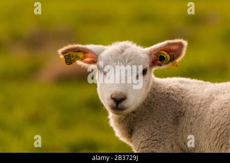 Frankreich, Ardennen (08), Carignan, Lamm auf der Weide Stockfoto