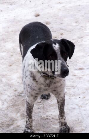 Silverone stayhoun Hund isoliert auf einem weißen Hintergrund Stockfoto