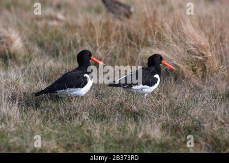 Eurasischer Oystercatcher oder paläarktischer Oystercatcher, Haematopus ostralegus, Großbritannien, paaren sich miteinander Stockfoto