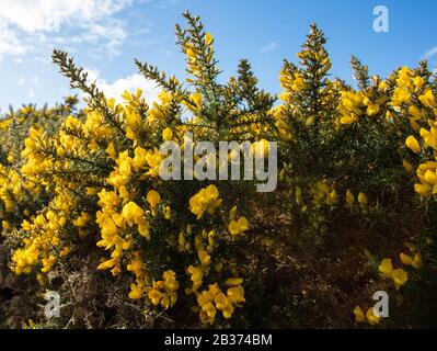 Gelb Blühender Gorse An Der Küste Stockfoto