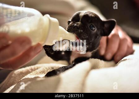 Französischer Bulldogge Welpe gefüttert mit Milch aus einer Flasche Stockfoto