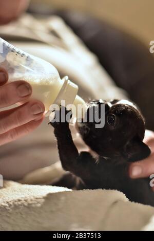 Französischer Bulldogge Welpe gefüttert mit Milch aus einer Flasche Stockfoto