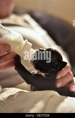 Französischer Bulldogge Welpe gefüttert mit Milch aus einer Flasche Stockfoto