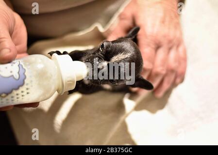 Französischer Bulldogge Welpe gefüttert mit Milch aus einer Flasche Stockfoto