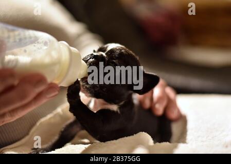 Französischer Bulldogge Welpe gefüttert mit Milch aus einer Flasche Stockfoto