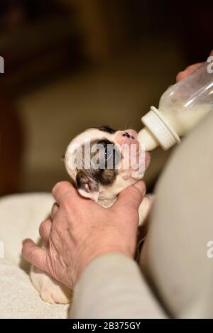 Französischer Bulldogge Welpe gefüttert mit Milch aus einer Flasche Stockfoto