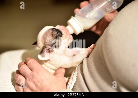 Französischer Bulldogge Welpe gefüttert mit Milch aus einer Flasche Stockfoto