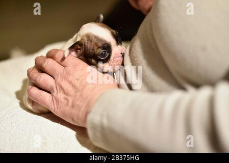 Französischer Bulldogge Welpe gefüttert mit Milch aus einer Flasche Stockfoto