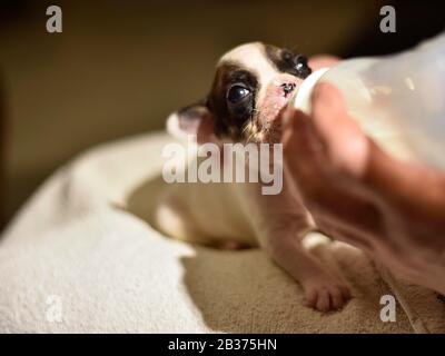 Französischer Bulldogge Welpe gefüttert mit Milch aus einer Flasche Stockfoto