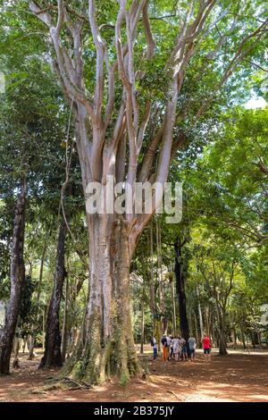 Mauritius, Pamplemousses District, Pamplemousses, Sir Seewoosagur Ramgoolam Botanischer Garten Stockfoto