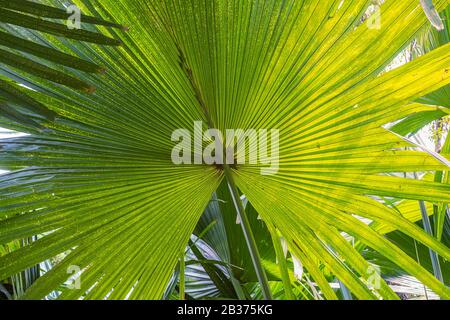 Mauritius, Pamplemousses District, Pamplemousses, Sir Seewoosagur Ramgoolam Botanischer Garten Stockfoto