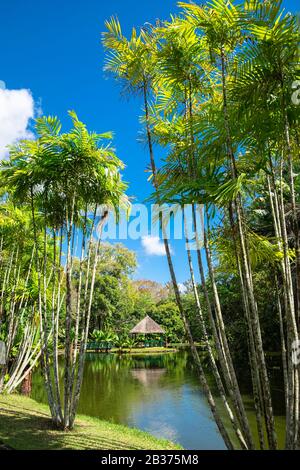 Mauritius, Pamplemousses District, Pamplemousses, Sir Seewoosagur Ramgoolam Botanischer Garten Stockfoto