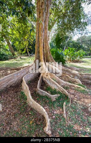 Mauritius, Pamplemousses District, Pamplemousses, Sir Seewoosagur Ramgoolam Botanischer Garten Stockfoto