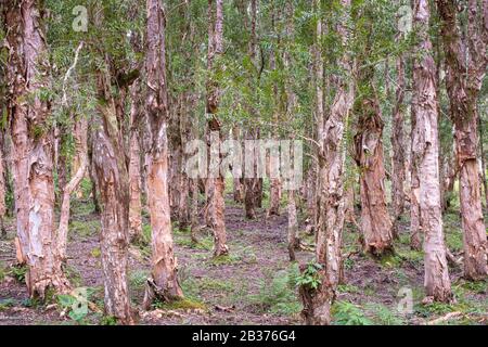 Mauritius, Savanne District, Black River Gorges National Park, Niaoulis Forest (Melaleuca quinquenervia) Stockfoto